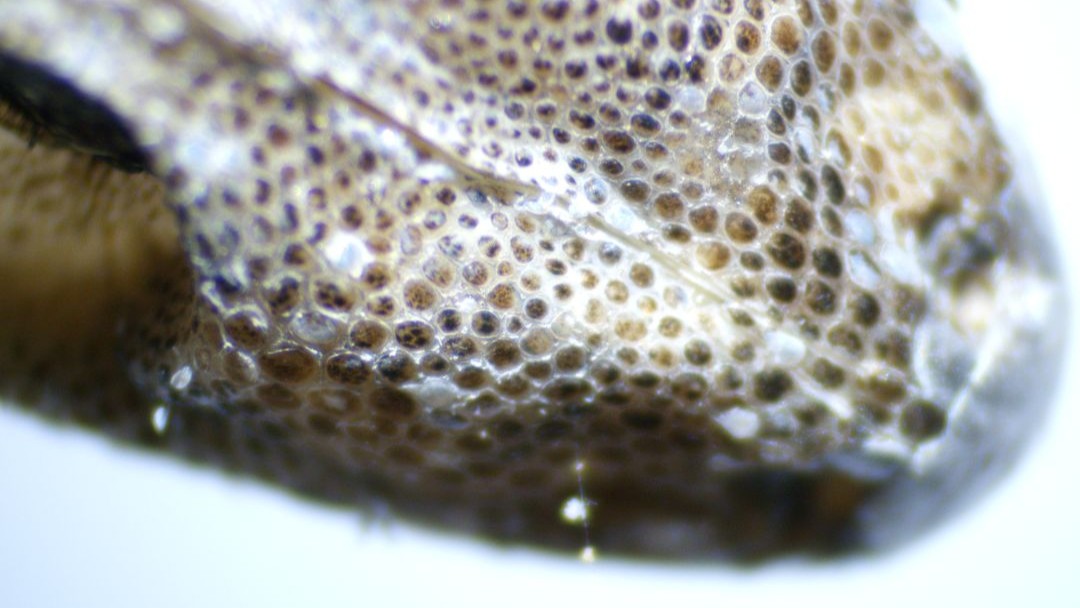 Productos Microparts NIC